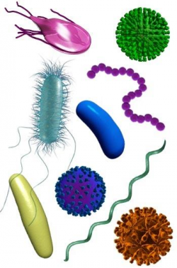 ks3/Tx: Bacteria images