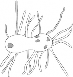 Free Bacteria Clipart Image 0515-1004-0904-2531 | Computer Clipart