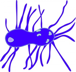 Free Bacteria Clipart Image 0515-1004-0904-2529 | Computer Clipart