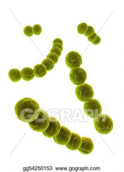 Stock Illustration - Streptococcus. Clipart Illustrations gg54250153 ...