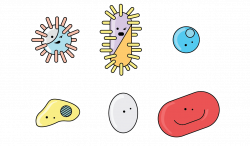 Bacteria clipart transparent background - Pencil and in color ...