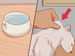 How to Stop Your Cat's Diarrhea: 10 Steps (with Pictures)