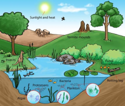 28+ Collection of Drawing Of A Pond Ecosystem | High quality, free ...