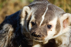 American Badger Recovery Strategy | Ontario.ca