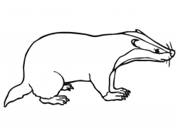 Launching Honey Badger Coloring Page American #9680 - Unknown ...