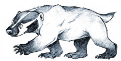 American Badger by rgyoung on DeviantArt