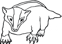 American badger coloring page | Free Printable Coloring Pages