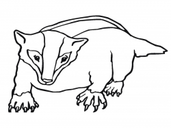 Badger Coloring Pages: Free Printable Badger Coloring Pages | Pata Sauti