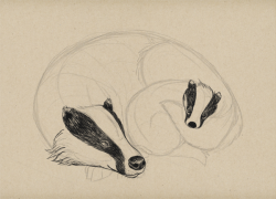 Badger Drawing at GetDrawings.com | Free for personal use Badger ...