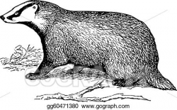 Vector Stock - European badger cub. Stock Clip Art gg60471380 - GoGraph