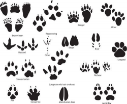 Paw Print Tattoos That Show the Love for Your Furry Friends | Paw ...