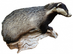badger clip art | Clipart Panda - Free Clipart Images