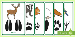 Woodland Animal Footprints Poster Pack - forest, animals