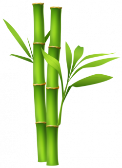 Bamboo PNG Image | ClipArt | Pinterest