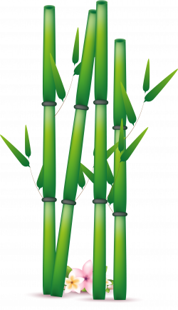 Bamboo PNG Transparent Free Images | PNG Only