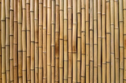 Bamboo Vectors, Photos and PSD files | Free Download