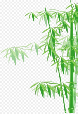 Bamboo Clip art - bamboo png download - 1645*2396 - Free Transparent ...