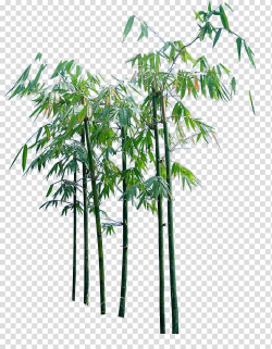 Green bamboo trees, Bamboo, Creative cartoon bamboo trees ...