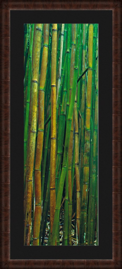 Bamboo Forest. A Limited Edition Fine Art Photograph by Peter Lik ...