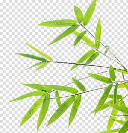 Dew drops on green leaves illustration, Bamboo Leaf Green ...
