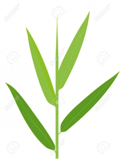 Vector Illustration Of Bamboo Leaves Isolated On White Royalty ...