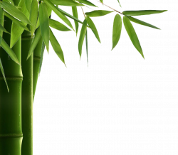 Bamboo Leaf PNG HD | PNG Mart