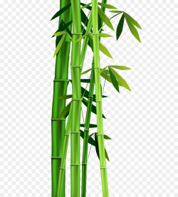 Bamboo Clip art - Bamboo leaves png download - 709*1000 - Free ...