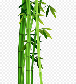 Bamboo Plant stem Clip art - bamboo png download - 493*1000 - Free ...