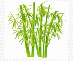 Lucky bamboo Plant Clip art - Bamboo Background Cliparts png ...
