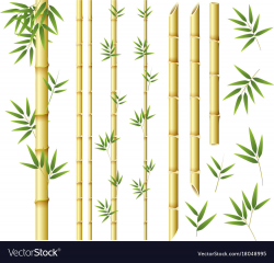 Stem Clipart bamboo stalk 4 - 1000 X 962 Free Clip Art stock ...