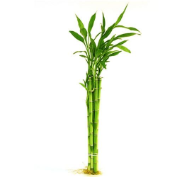 29 best Lucky Bamboo images on Pinterest | Bamboo, Lucky bamboo and ...