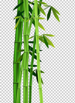 Bamboo Plant Stem PNG, Clipart, Bamboo Bor, Bamboo Frame ...