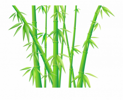 Bamboo Clipart Bamboo Design - Transparent Background Bamboo ...
