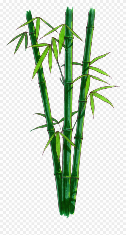 Bamboo Png Transparent Free Images Png Only Bamboo - Bamboo ...
