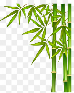 Bamboo Leaf PNG Images | Vectors and PSD Files | Free Download on ...