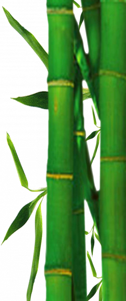 Bamboo clipart png
