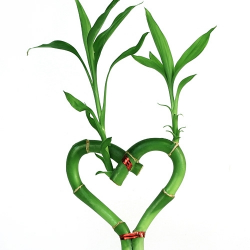Lucky Bamboo - Individual Bamboo Sticks from EasternLeaf.com; Our ...