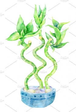 Lucky Bamboo - watercolor clipart ~ Illustrations ~ Creative Market