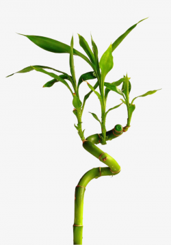 Lucky Bamboo Image, Real, Lucky Bamboo, Transport Bamboo PNG Image ...
