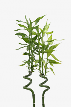 Lucky Bamboo Pull Free Image, Real, Green, Lucky Bamboo PNG Image ...