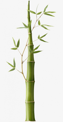 Bamboo Pictures, Bamboo Bar Vector, Bamboo, Green Leaves PNG Image ...