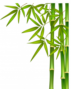 Green bamboo png download - 2053*2572 - Free Transparent ...