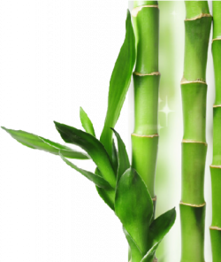 Bamboo Clipart Short - New Photo Background Png Transparent ...