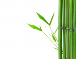 Creative Leaders Wander Like Bamboo - Jason Barger
