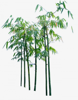 Creative Cartoon Bamboo Trees, Hsinchu, Bamboo Sketch, Bamboo ...
