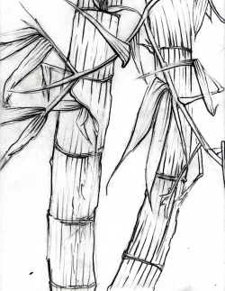 Bamboo (Contour Line Drawing) | Contours and Drawings