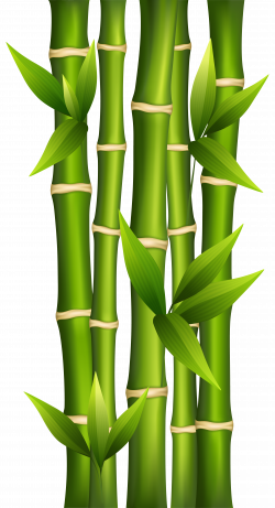 Bamboo PNG Clipart Image | Gallery Yopriceville - High-Quality ...