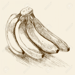 Drawn sketch banana - Pencil and in color drawn sketch banana