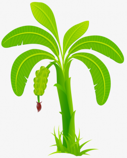 Green Banana, Banana, Trees, Results PNG Image and Clipart for Free ...