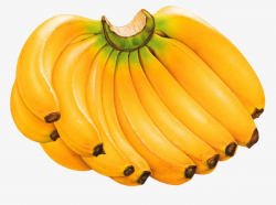 Banana Photos, Banana, Hd Bananas, Bunches Of Bananas PNG Image and ...